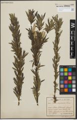 Foto von Salix purpurea L.